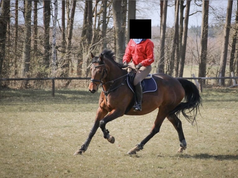 Holsteiner Merrie 16 Jaar 180 cm Bruin in Lüneburg