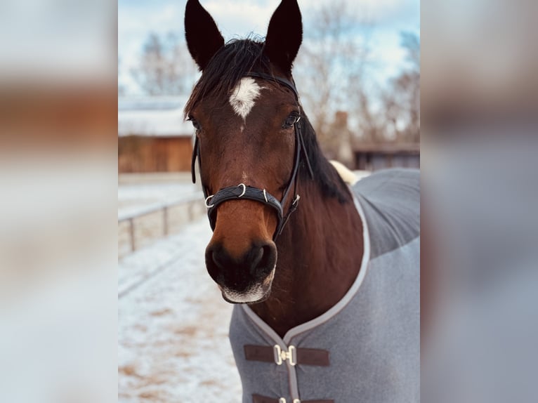 Holsteiner Merrie 17 Jaar 162 cm Bruin in Aschheim