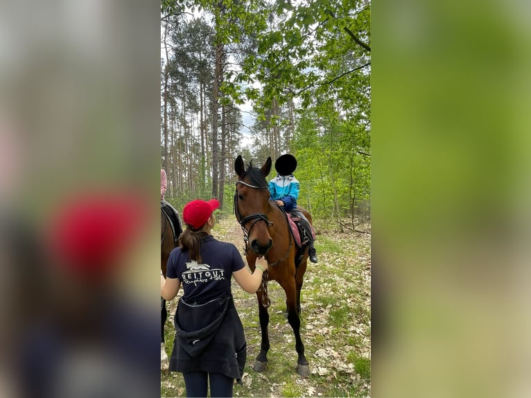 Holsteiner Merrie 17 Jaar 163 cm Bruin in Teupitz