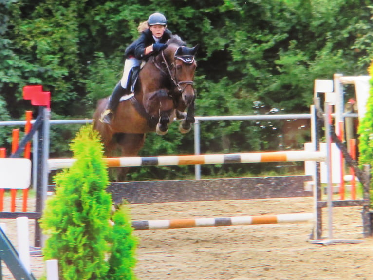 Holsteiner Merrie 17 Jaar 163 cm Zwartbruin in Riedlingen