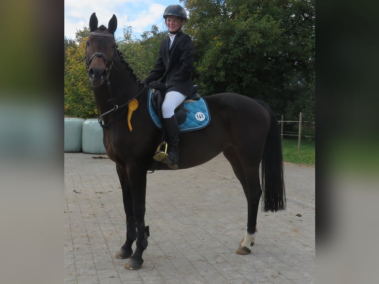 Holsteiner Merrie 17 Jaar 163 cm Zwartbruin in Riedlingen