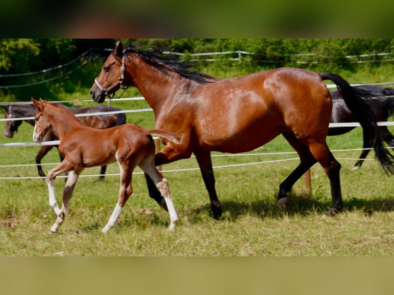 Holsteiner Merrie 17 Jaar 164 cm Bruin in Dietfurt an der Altm&#xFC;hl