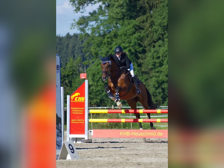 Holsteiner Merrie 17 Jaar 164 cm Bruin in Mietingen