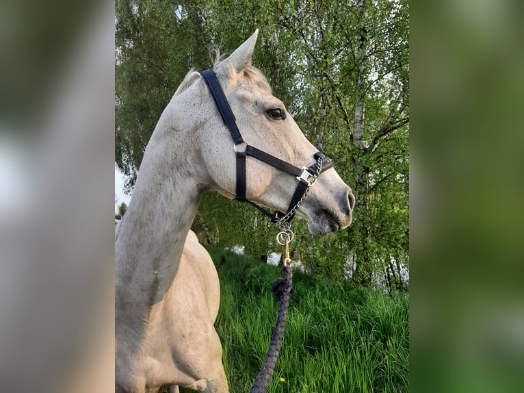 Holsteiner Merrie 17 Jaar 164 cm Schimmel in Calv&#xF6;rde