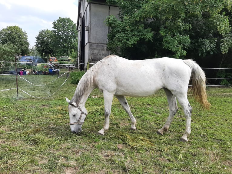 Holsteiner Merrie 17 Jaar 164 cm Schimmel in Calv&#xF6;rde