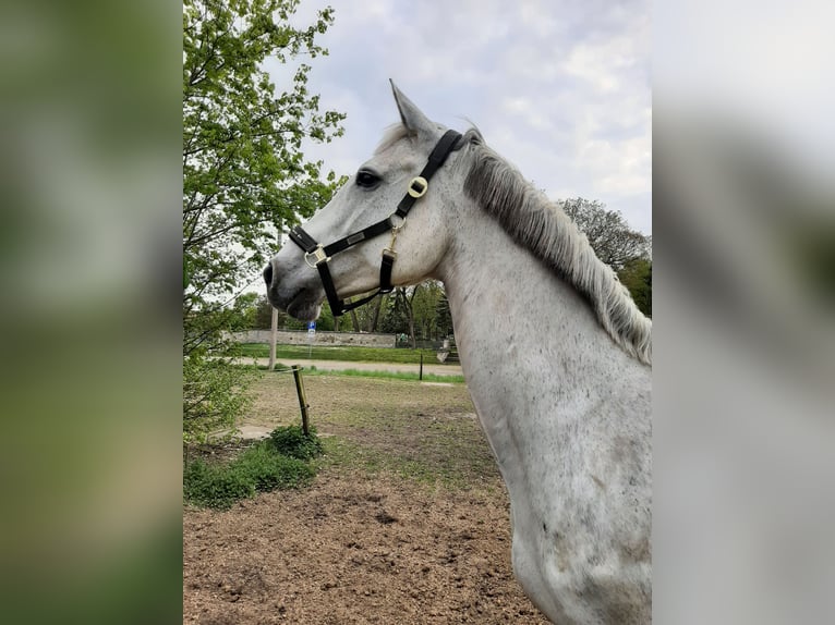 Holsteiner Merrie 17 Jaar 164 cm Schimmel in Calv&#xF6;rde