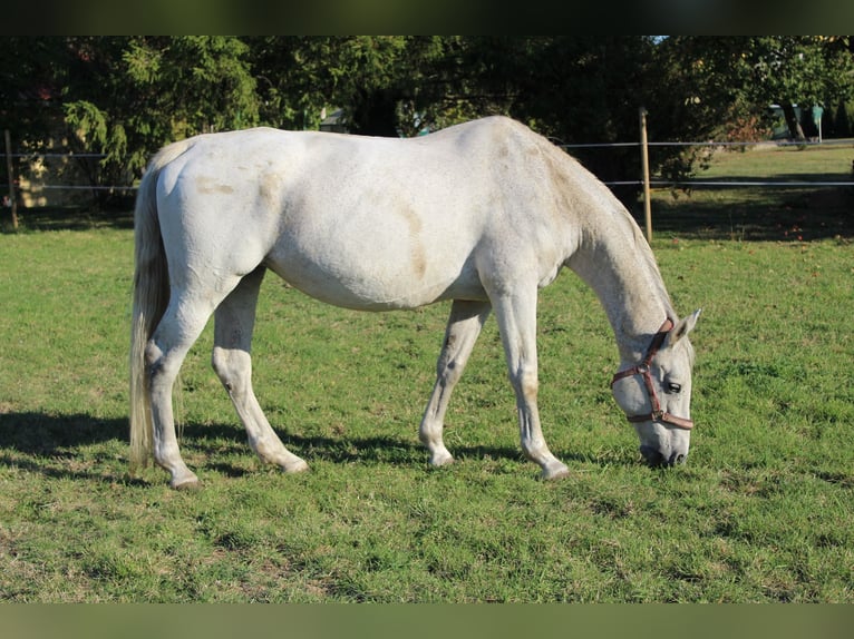 Holsteiner Merrie 17 Jaar 164 cm Schimmel in Calv&#xF6;rde