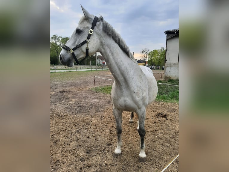 Holsteiner Merrie 17 Jaar 164 cm Schimmel in Calv&#xF6;rde