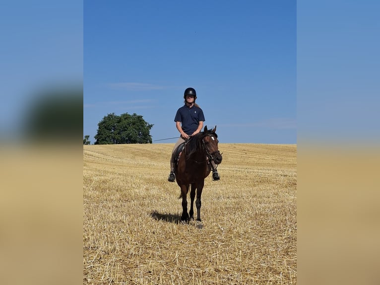 Holsteiner Merrie 17 Jaar 165 cm Bruin in Fargau