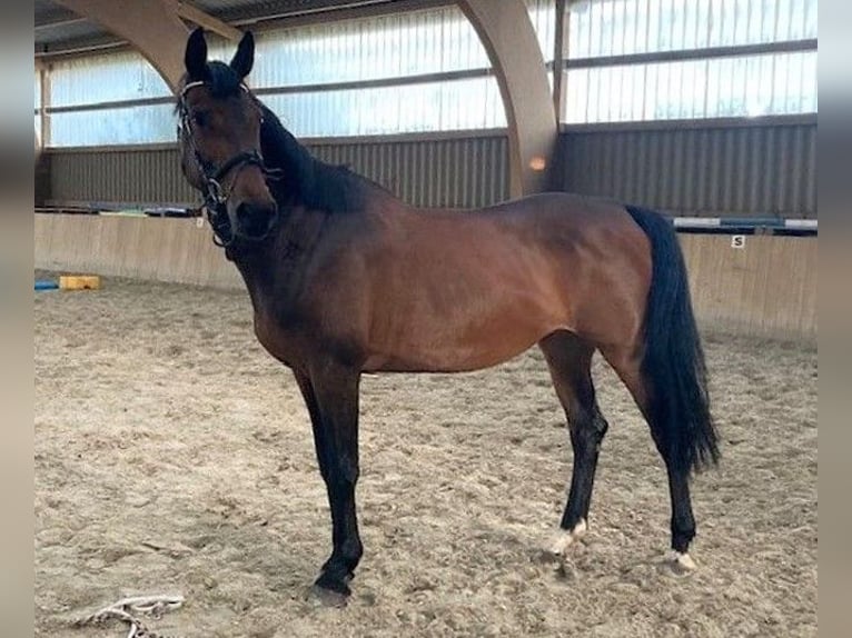 Holsteiner Merrie 17 Jaar 165 cm Bruin in Malchin