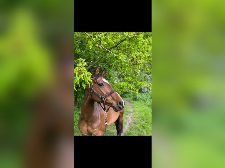 Holsteiner Merrie 17 Jaar 166 cm Bruin in Schellhorn