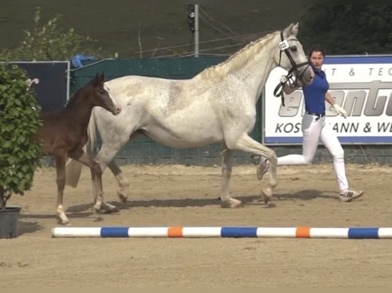Holsteiner Merrie 17 Jaar 169 cm Schimmel in Lindlar