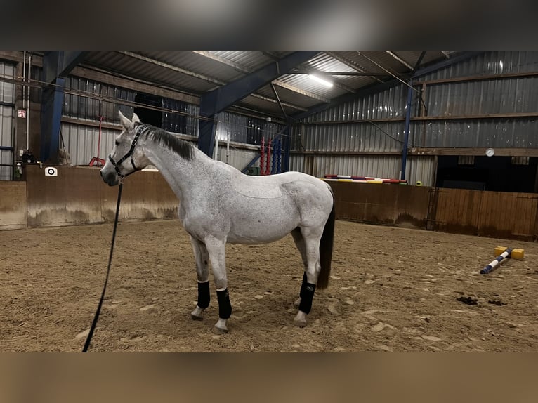 Holsteiner Merrie 17 Jaar 170 cm Appelschimmel in Bremen