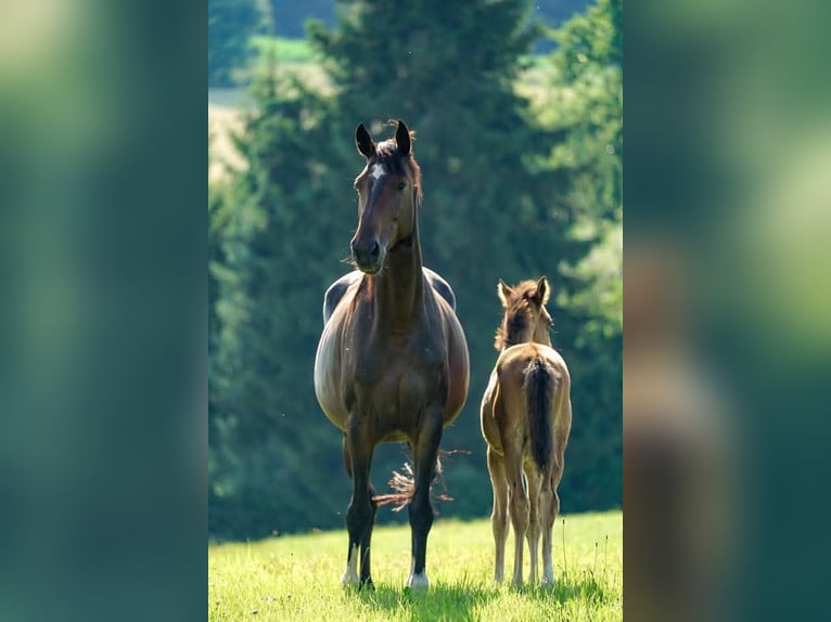 Holsteiner Merrie 17 Jaar 170 cm Donkerbruin in Ellwangen (Jagst)