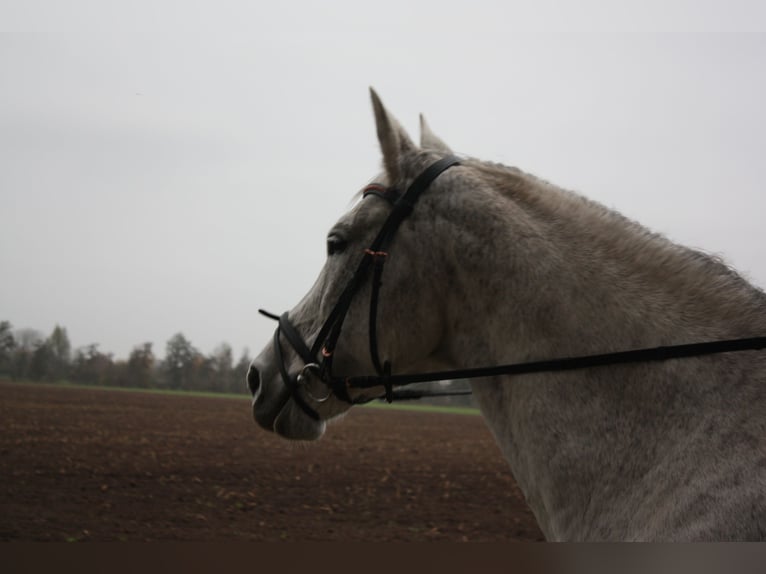 Holsteiner Merrie 17 Jaar 170 cm Schimmel in Sulingen