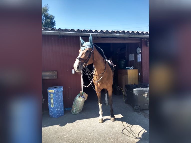 Holsteiner Merrie 17 Jaar 172 cm Bruin in Allensbach