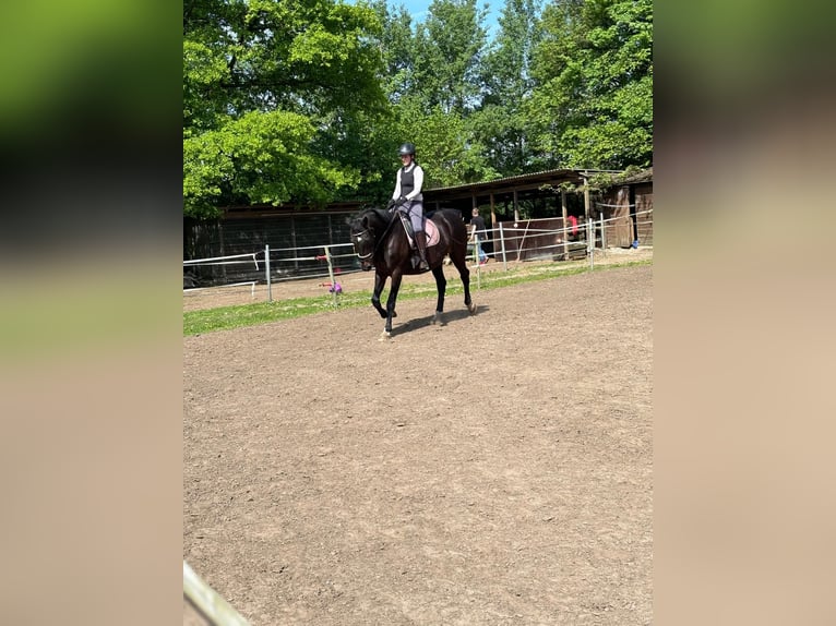 Holsteiner Merrie 17 Jaar 172 cm Donkerbruin in Bordesholm