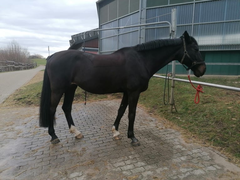 Holsteiner Merrie 17 Jaar 172 cm  in Uslar