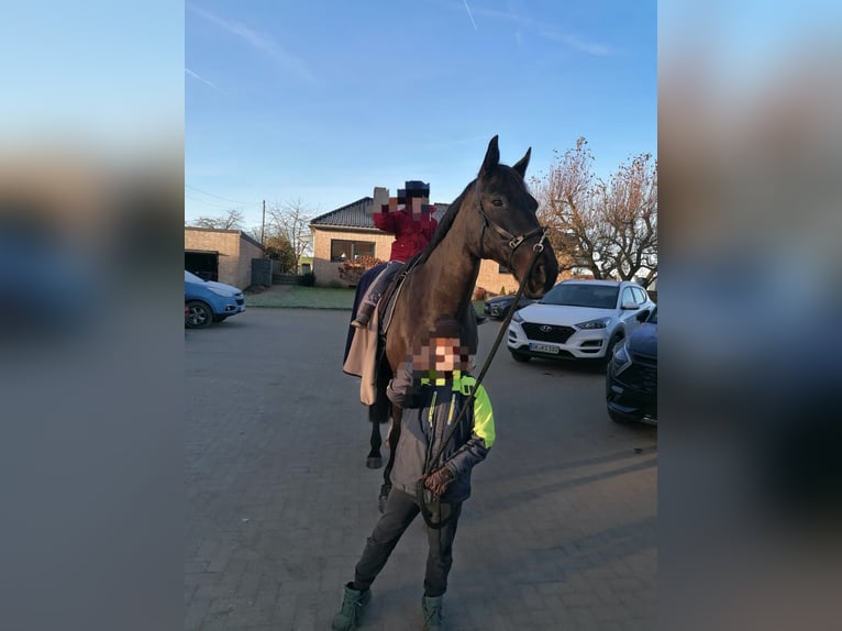 Holsteiner Merrie 17 Jaar 172 cm Zwartbruin in Uslar