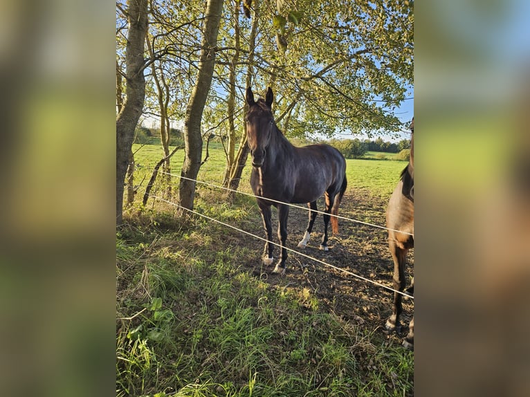 Holsteiner Merrie 17 Jaar 174 cm Bruin in Eggebek