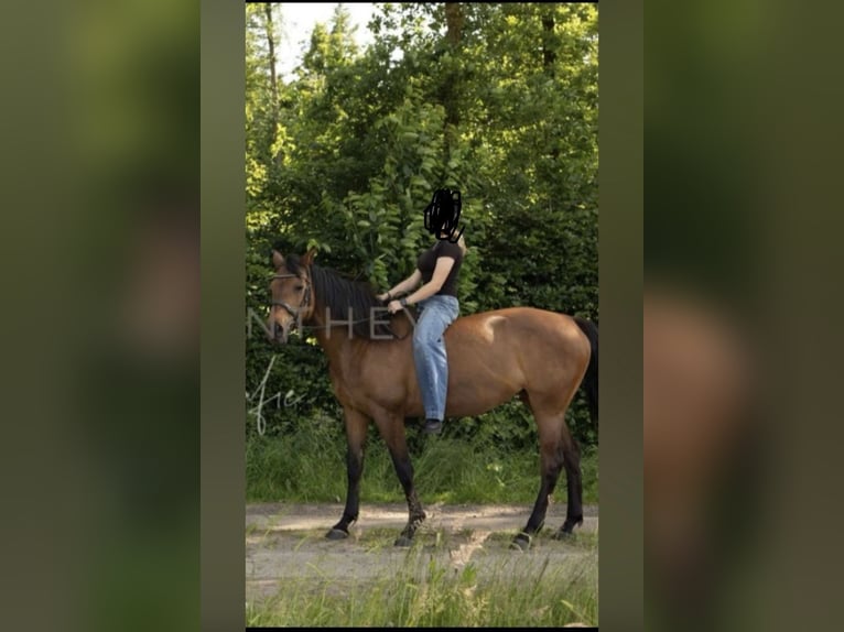 Holsteiner Merrie 18 Jaar 158 cm Bruin in Silzen