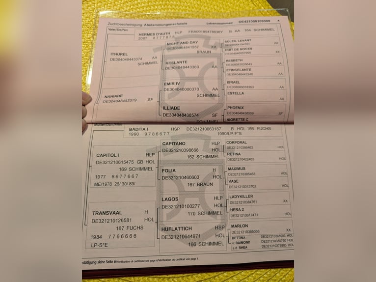 Holsteiner Merrie 18 Jaar 158 cm Bruin in Silzen