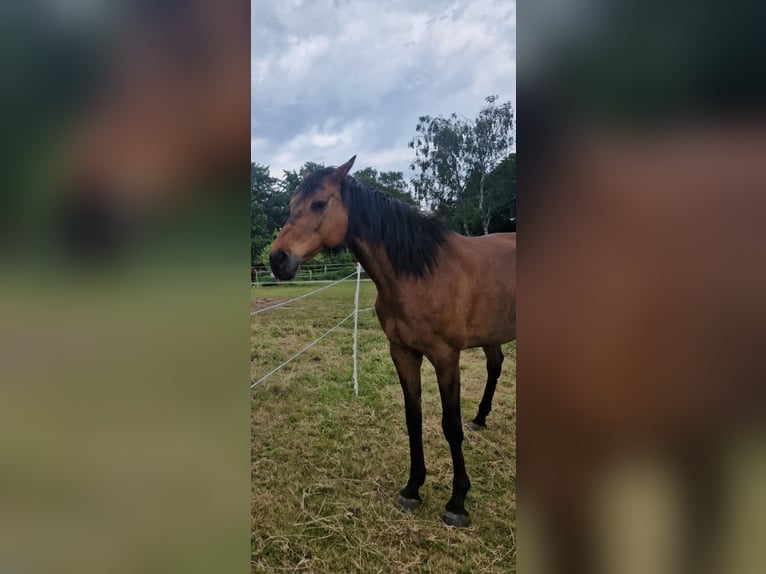 Holsteiner Merrie 18 Jaar 158 cm Bruin in Silzen
