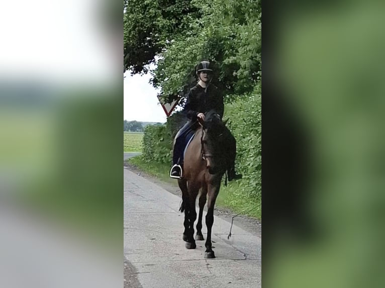 Holsteiner Merrie 18 Jaar 158 cm Bruin in Silzen