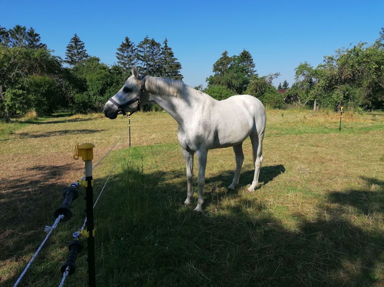 Holsteiner Merrie 18 Jaar 160 cm Appelschimmel in Warnow