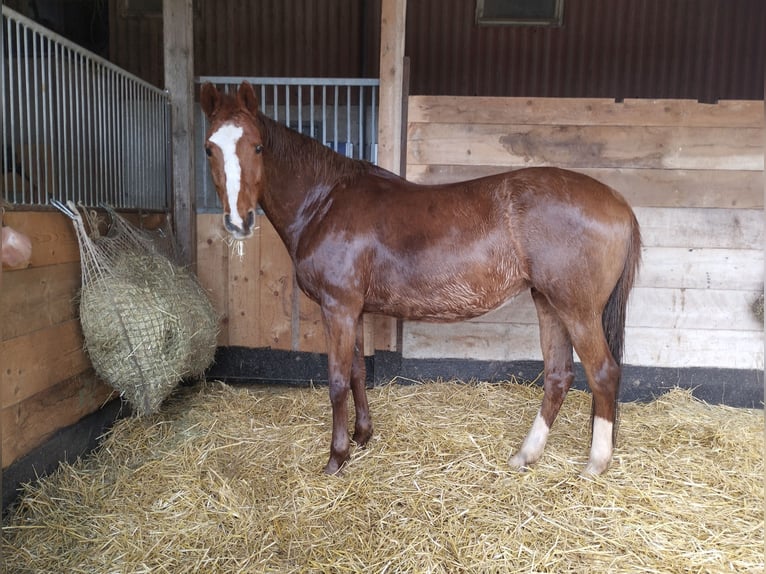 Holsteiner Merrie 18 Jaar 162 cm Vos in Gudensberg