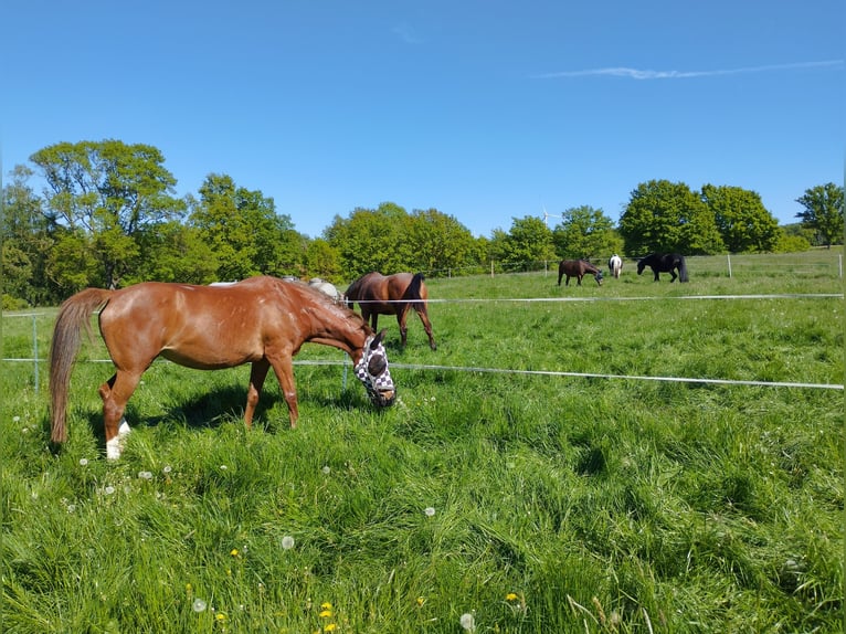 Holsteiner Merrie 18 Jaar 162 cm Vos in Gudensberg