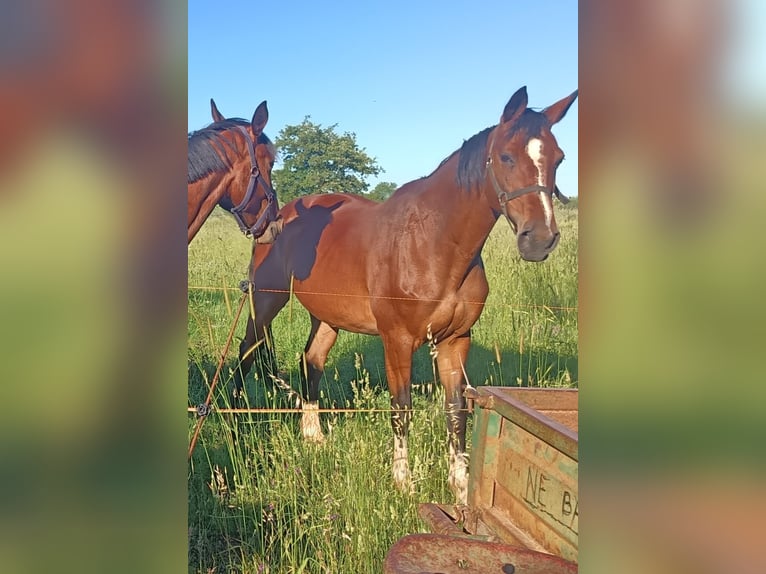 Holsteiner Merrie 18 Jaar 163 cm Bruin in Pula