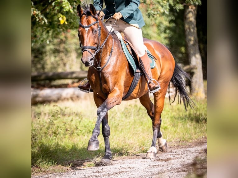 Holsteiner Mix Merrie 18 Jaar 165 cm Bruin in Soltau