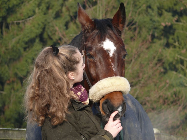 Holsteiner Mix Merrie 18 Jaar 165 cm Bruin in Soltau