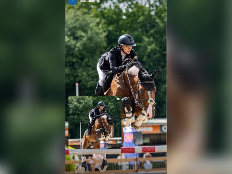 Holsteiner Merrie 18 Jaar 166 cm Bruin in Rietberg