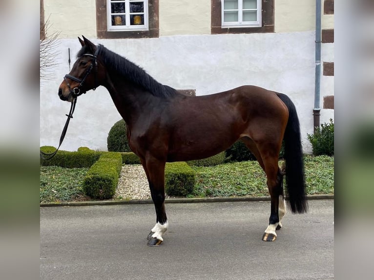 Holsteiner Merrie 18 Jaar 166 cm Bruin in Rietberg