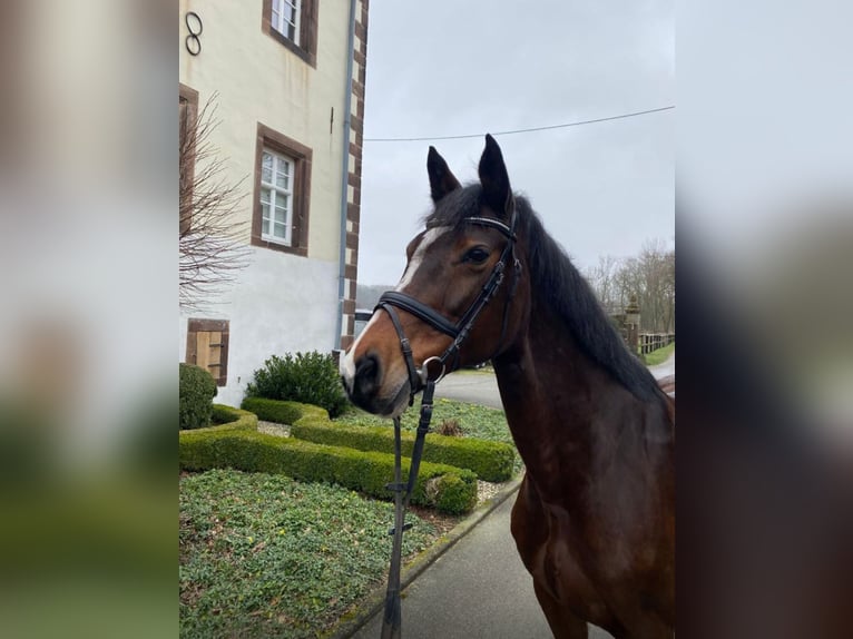 Holsteiner Merrie 18 Jaar 166 cm Bruin in Rietberg