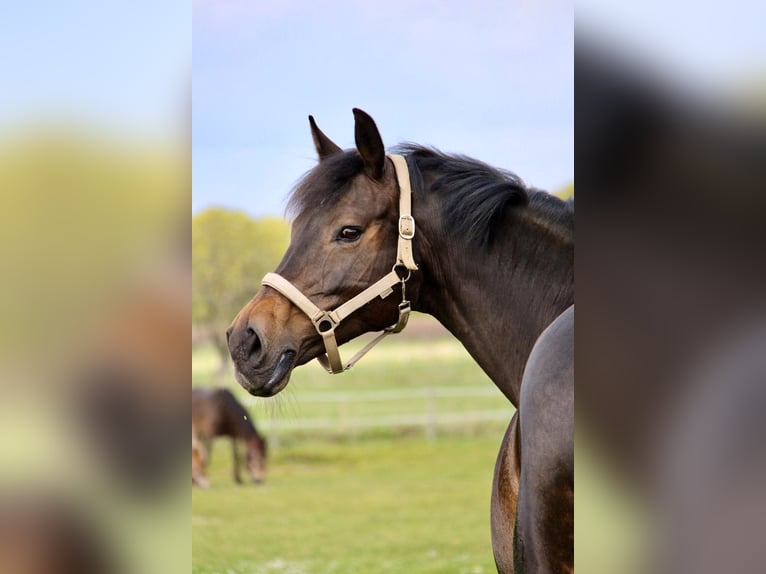 Holsteiner Merrie 18 Jaar 166 cm Donkerbruin in Kisdorf