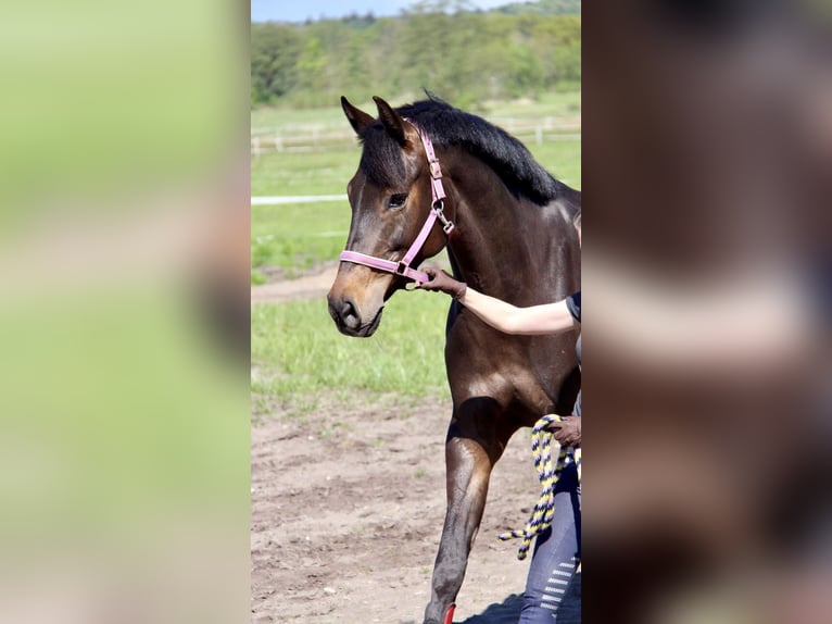 Holsteiner Merrie 18 Jaar 166 cm Donkerbruin in Kisdorf