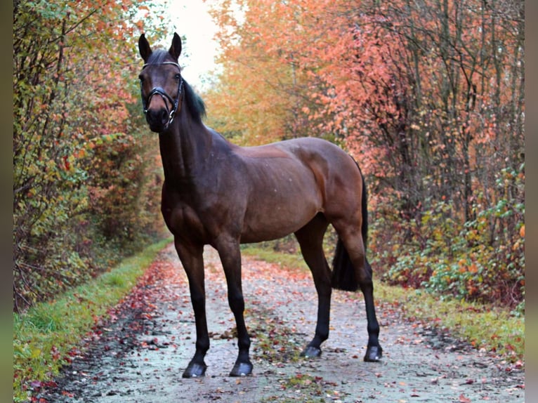 Holsteiner Merrie 18 Jaar 168 cm Bruin in Tecklenburg