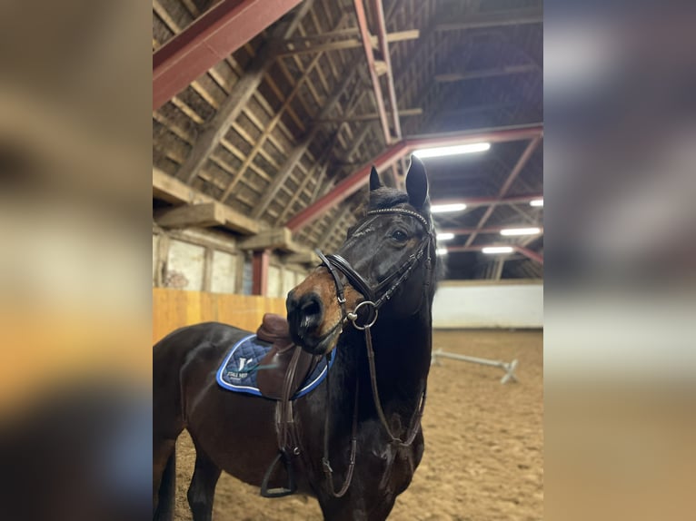 Holsteiner Merrie 18 Jaar 168 cm Donkerbruin in Sehestedt