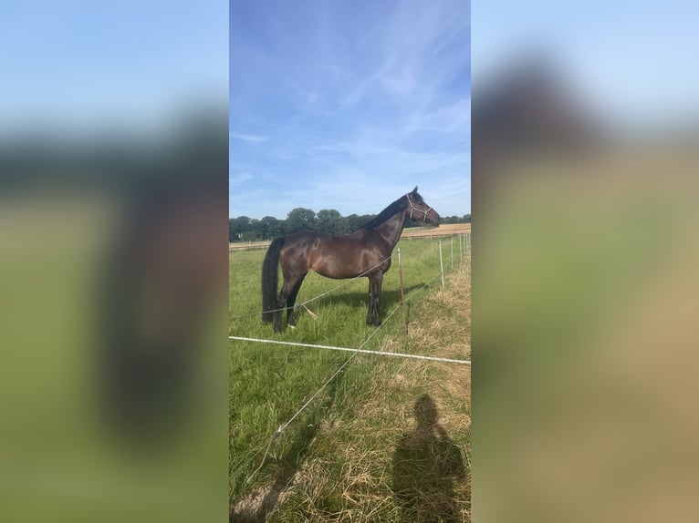 Holsteiner Merrie 18 Jaar 170 cm Donkerbruin in Dortmund