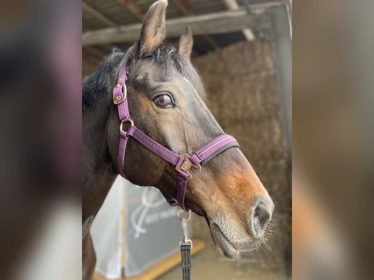 Holsteiner Merrie 18 Jaar 170 cm Donkerbruin in Dortmund