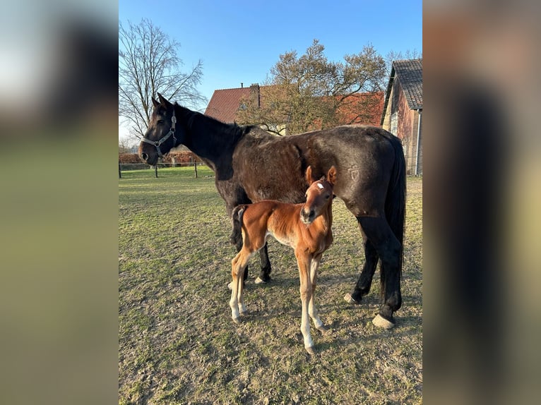 Holsteiner Merrie 18 Jaar 171 cm Bruin in Aachen