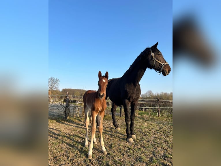 Holsteiner Merrie 18 Jaar 171 cm Bruin in Aachen