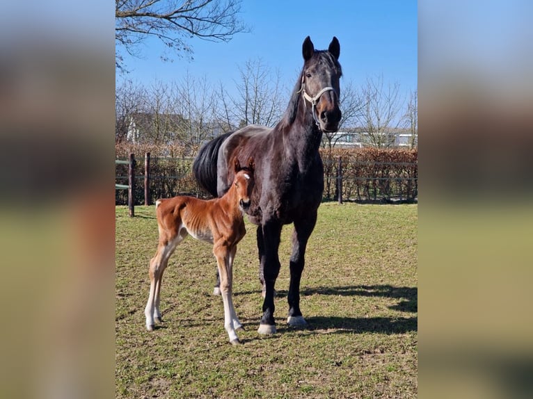 Holsteiner Merrie 18 Jaar 171 cm Bruin in Aachen
