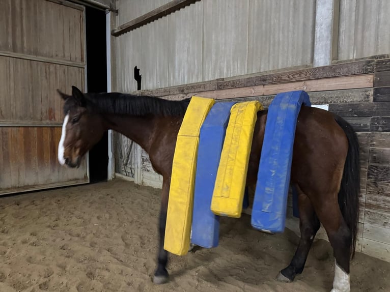 Holsteiner Merrie 18 Jaar 172 cm Bruin in Allensbach