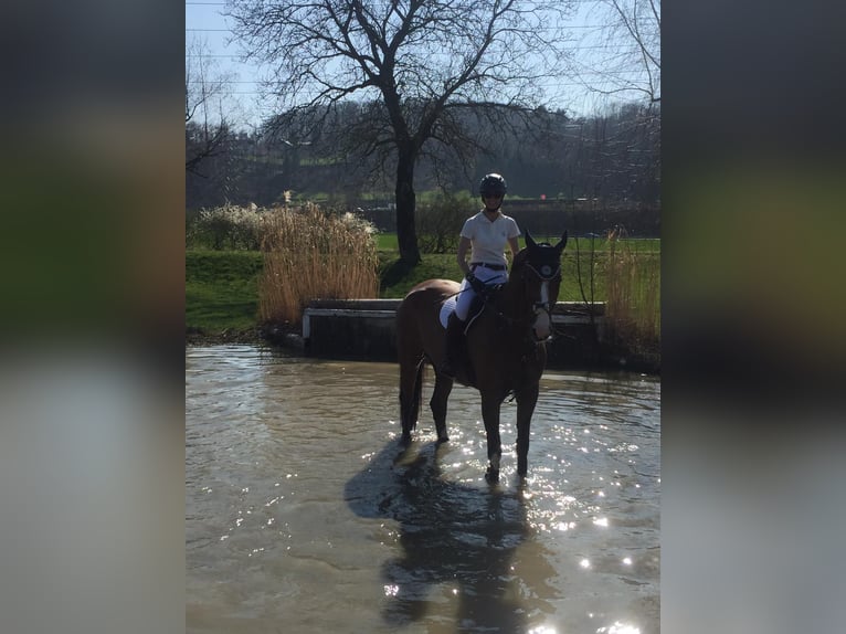 Holsteiner Merrie 18 Jaar 172 cm Bruin in Allensbach