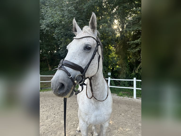 Holsteiner Merrie 18 Jaar 172 cm Schimmel in Kletkamp
