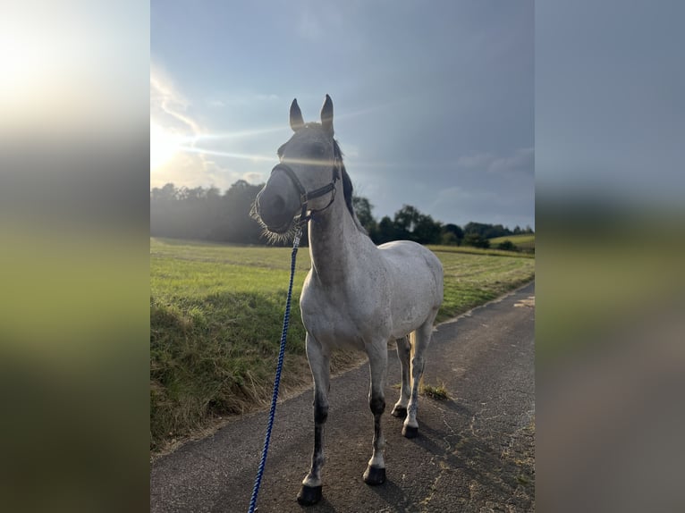 Holsteiner Merrie 18 Jaar 172 cm Schimmel in Kletkamp